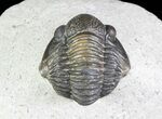 Bargain, Gerastos Trilobite Fossil - Morocco #69112-5